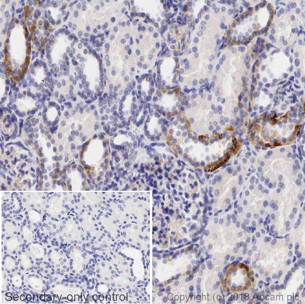 Immunohistochemistry (Formalin/PFA-fixed paraffin-embedded sections) - Anti-NCX1 antibody [C2C12] (AB2869)