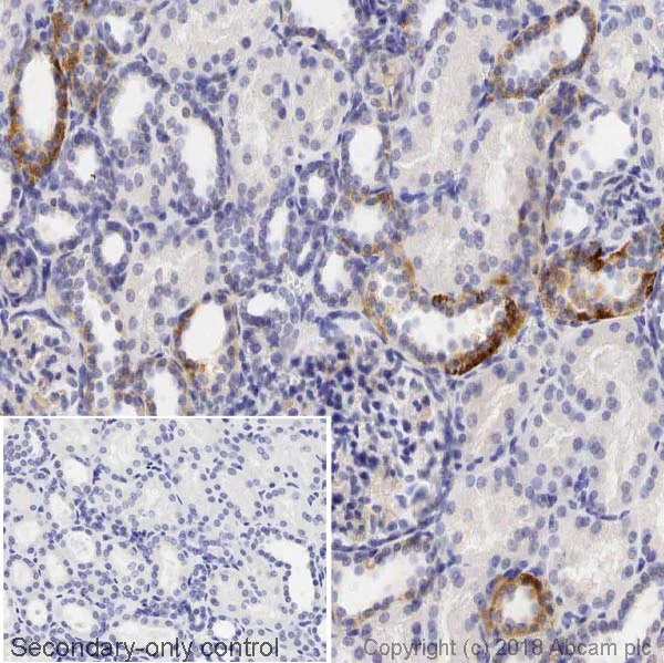 Immunohistochemistry (Formalin/PFA-fixed paraffin-embedded sections) - Anti-NCX1 antibody [C2C12] (AB2869)