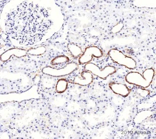 Immunohistochemistry (Formalin/PFA-fixed paraffin-embedded sections) - Anti-NCX1 antibody [C2C12] (AB2869)