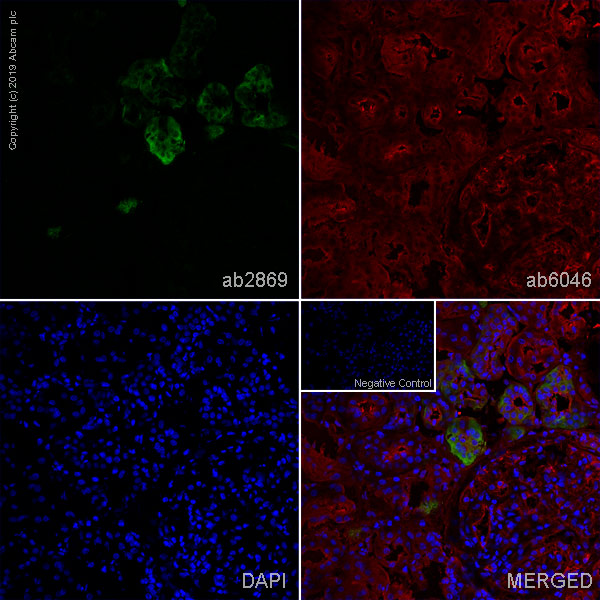 Immunohistochemistry (Frozen sections) - Anti-NCX1 antibody [C2C12] (AB2869)