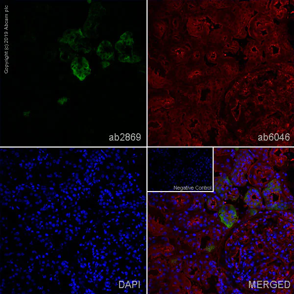 Immunohistochemistry (Frozen sections) - Anti-NCX1 antibody [C2C12] (AB2869)