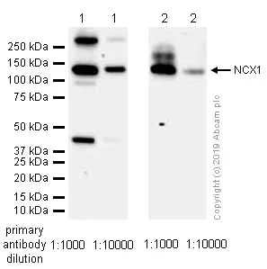 Western blot - Anti-NCX1 antibody [EPR12739] - BSA and Azide free (AB240203)