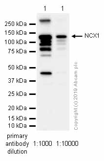 Western blot - Anti-NCX1 antibody [EPR12739] - BSA and Azide free (AB240203)