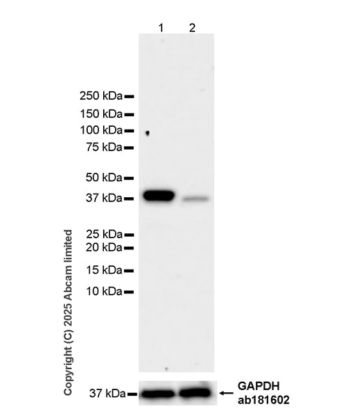 Western blot - Anti-NDE1 antibody [EPR30443-553] (AB324144)