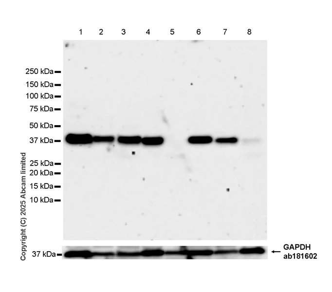 Western blot - Anti-NDE1 antibody [EPR30443-553] (AB324144)
