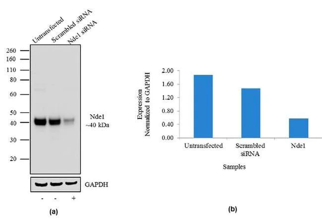 Western blot - Anti-NDE1 Antibody [RP23040189] (AB313415)
