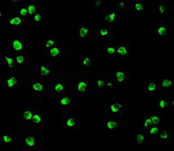 Immunocytochemistry/ Immunofluorescence - Anti-NDEL1 antibody (AB25959)