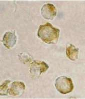 Immunocytochemistry/ Immunofluorescence - Anti-NDEL1 antibody (AB25959)