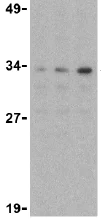 Western blot - Anti-NDEL1 antibody (AB25959)