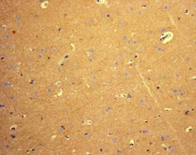 Immunohistochemistry (Formalin/PFA-fixed paraffin-embedded sections) - Anti-NDEL1 antibody [EPR5068] - BSA and Azide free (AB248046)
