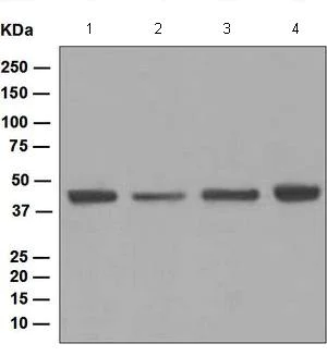 Western blot - Anti-NDEL1 antibody [EPR5068] - BSA and Azide free (AB248046)