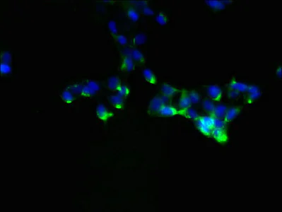 Immunocytochemistry/ Immunofluorescence - Anti-Ndfip1 antibody (AB236892)