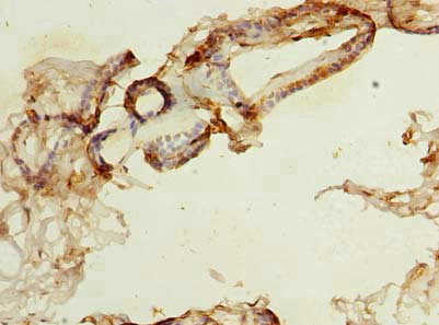 Immunohistochemistry (Formalin/PFA-fixed paraffin-embedded sections) - Anti-Ndfip1 antibody (AB236892)