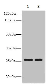 Western blot - Anti-Ndfip1 antibody (AB236892)