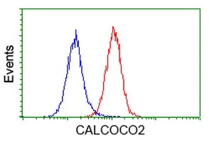 Flow Cytometry (Intracellular) - Anti-NDP52 antibody [OTI4H5] (AB124372)
