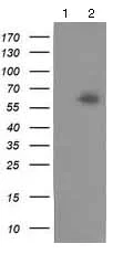 Western blot - Anti-NDP52 antibody [OTI4H5] (AB124372)
