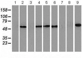 Western blot - Anti-NDP52 antibody [OTI4H5] (AB124372)