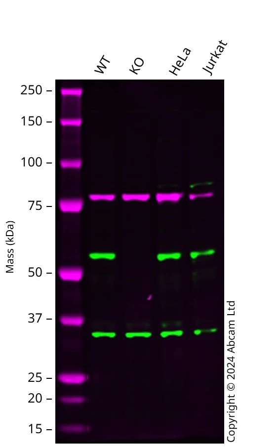 Western blot - Anti-NDP52 antibody [OTI4H5] (AB124372)