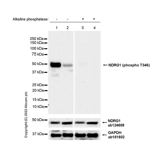 Western blot - Anti-NDRG1 antibody [EPR5593] (ab124689), expandable thumbnail