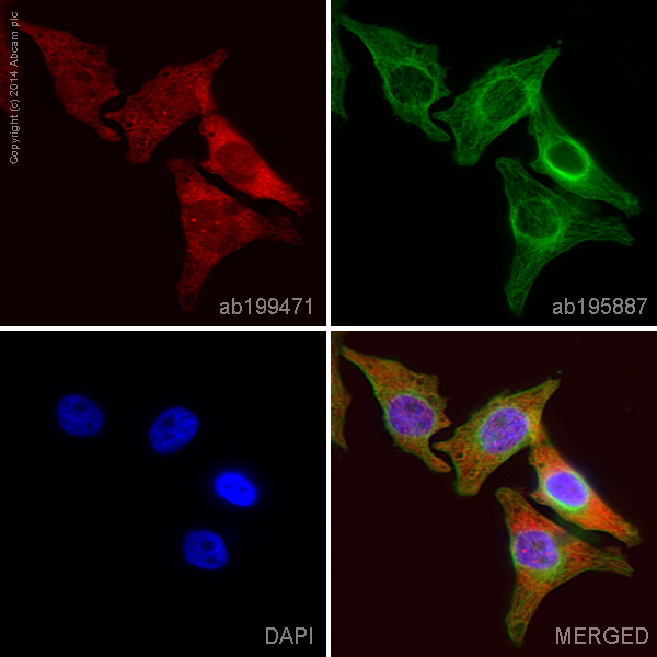 Immunocytochemistry/ Immunofluorescence - Anti-NDRG1 antibody [EPR5593] - Low endotoxin, Azide free (AB216457), expandable thumbnail