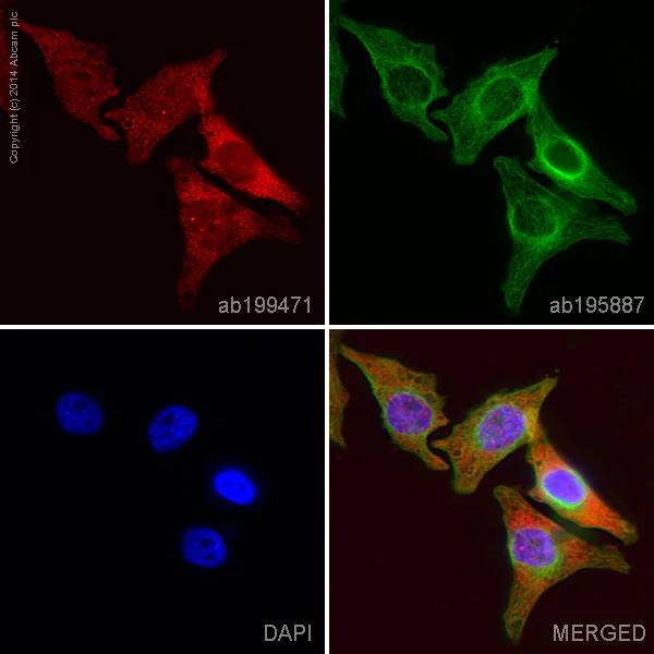 Immunocytochemistry/ Immunofluorescence - Anti-NDRG1 antibody [EPR5593] - Low endotoxin, Azide free (AB216457)