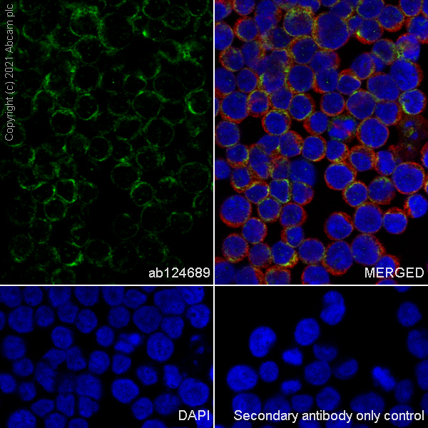 Immunocytochemistry/ Immunofluorescence - Anti-NDRG1 antibody [EPR5593] - Low endotoxin, Azide free (ab216457), expandable thumbnail