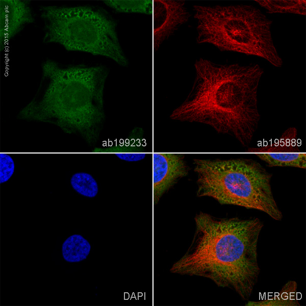 Immunocytochemistry/ Immunofluorescence - Anti-NDRG1 antibody [EPR5593] - Low endotoxin, Azide free (AB216457), expandable thumbnail