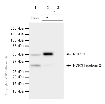 Immunoprecipitation - Anti-NDRG1 antibody [EPR5593] - Low endotoxin, Azide free (AB216457)
