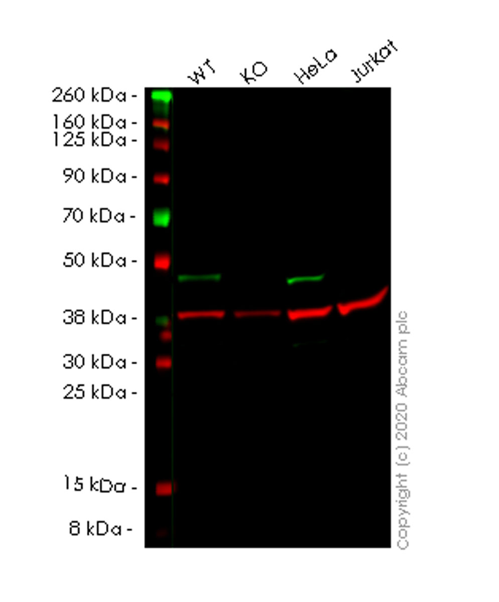 Western blot - Anti-NDRG1 antibody [EPR5593] - Low endotoxin, Azide free (AB216457), expandable thumbnail
