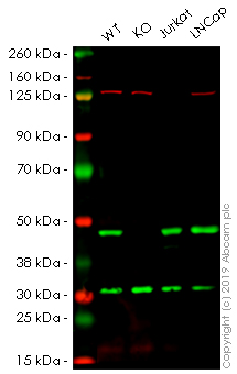 Western blot - Anti-NDRG1 antibody [EPR5593] - Low endotoxin, Azide free (AB216457), expandable thumbnail