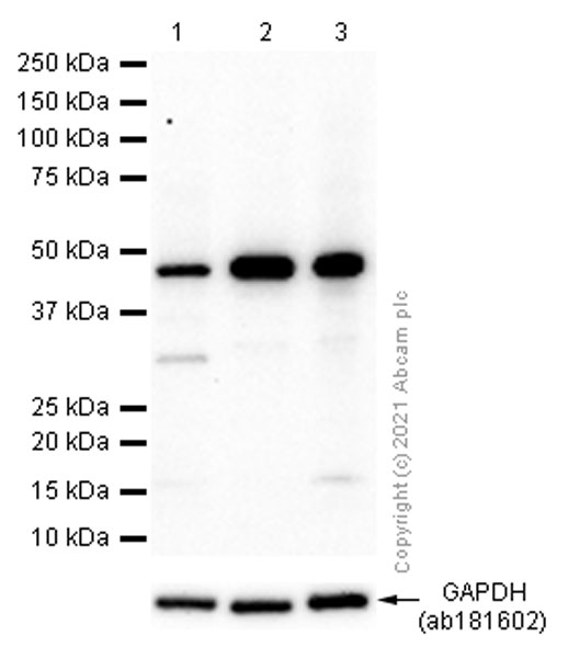 Western blot - Anti-NDRG1 antibody [EPR5593] - Low endotoxin, Azide free (ab216457), expandable thumbnail