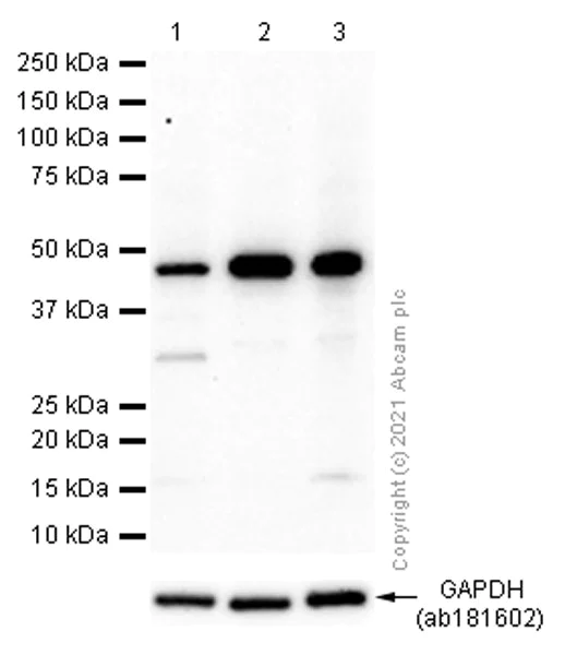 Western blot - Anti-NDRG1 antibody [EPR5593] - Low endotoxin, Azide free (AB216457)