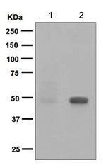 Western blot - Anti-NDRG1 (phospho S330) antibody [EPR5594] (AB124713), expandable thumbnail