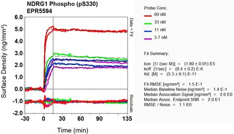 OI-RD Scanning - Anti-NDRG1 (phospho S330) antibody [EPR5594] - BSA and Azide free (AB247976)