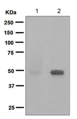Western blot - Anti-NDRG1 (phospho S330) antibody [EPR5594] - BSA and Azide free (AB247976)