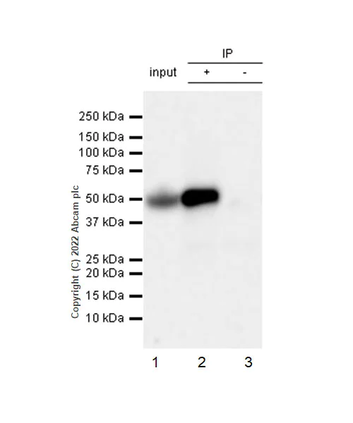 Immunoprecipitation - Anti-NDRG1 (phospho T346) antibody [EPR26325-247] (AB307706)
