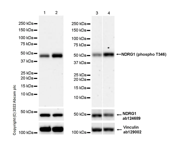 Western blot - Anti-NDRG1 (phospho T346) antibody [EPR26325-247] (AB307706)