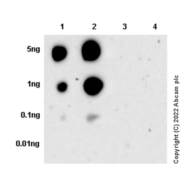 Dot Blot - Anti-NDRG1 (phospho T346) antibody [EPR26325-247] - BSA and Azide free (ab307707), expandable thumbnail
