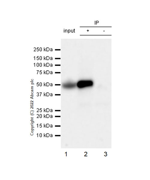 Immunoprecipitation - Anti-NDRG1 (phospho T346) antibody [EPR26325-247] - BSA and Azide free (AB307707), expandable thumbnail
