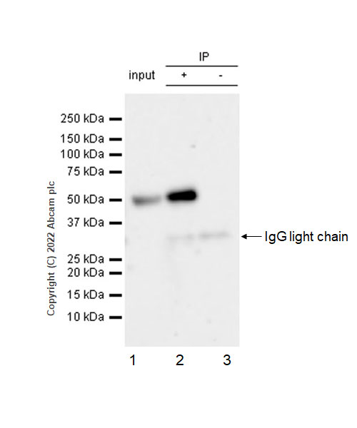 Immunoprecipitation - Anti-NDRG1 (phospho T346) antibody [EPR26325-247] - BSA and Azide free (AB307707), expandable thumbnail