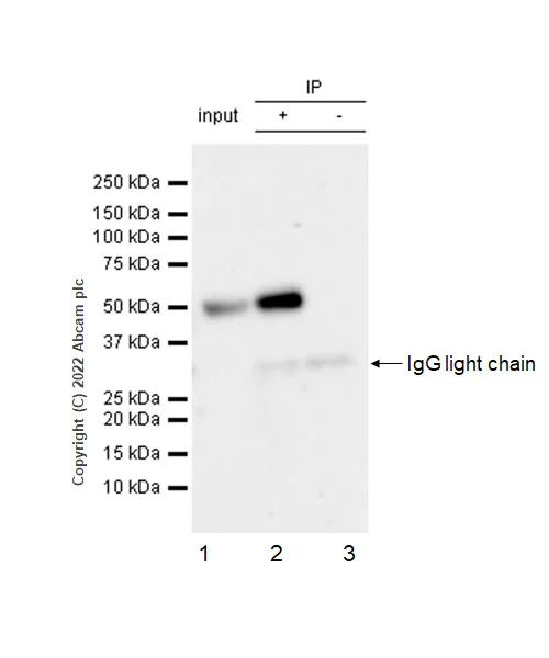 Immunoprecipitation - Anti-NDRG1 (phospho T346) antibody [EPR26325-247] - BSA and Azide free (AB307707)