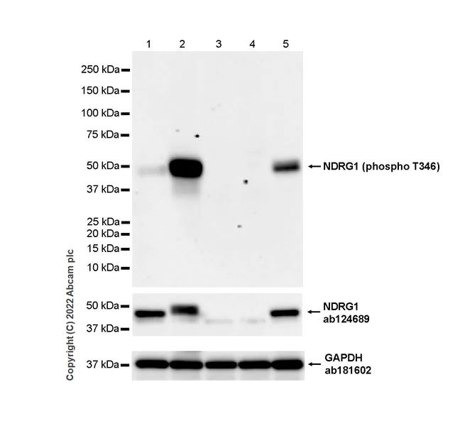Western blot - Anti-NDRG1 (phospho T346) antibody [EPR26325-247] - BSA and Azide free (AB307707)