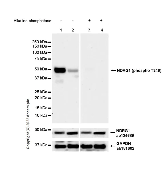 Western blot - Anti-NDRG1 (phospho T346) antibody [EPR26325-247] - BSA and Azide free (AB307707)
