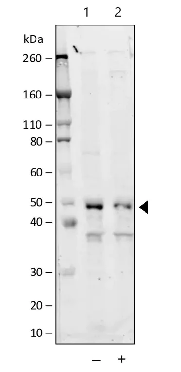 Western blot - Anti-NDRG1 (phospho T346) antibody [NDRG1T346-F5] (AB278702)