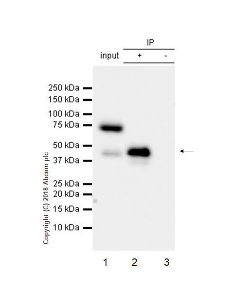 Immunoprecipitation - Anti-NDRG2 antibody [EPR11910] (AB174850), expandable thumbnail