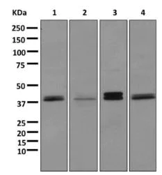 Western blot - Anti-NDRG2 antibody [EPR11910] (AB174850)