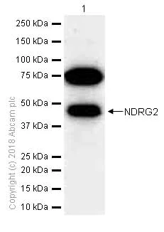 Western blot - Anti-NDRG2 antibody [EPR11910] (AB174850)