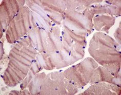 Immunohistochemistry (Formalin/PFA-fixed paraffin-embedded sections) - Anti-NDRG2 antibody [EPR11910] - BSA and Azide free (AB240181)