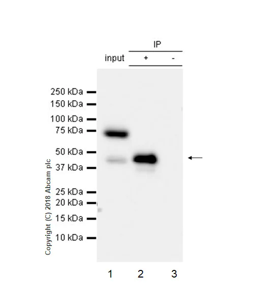 Immunoprecipitation - Anti-NDRG2 antibody [EPR11910] - BSA and Azide free (AB240181)