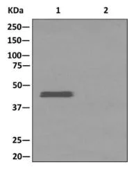 Immunoprecipitation - Anti-NDRG2 antibody [EPR11910] - BSA and Azide free (AB240181)